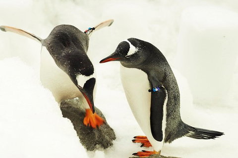 SEA LIFE Melbourne Aquarium Admission Ticket - C Tourism 15