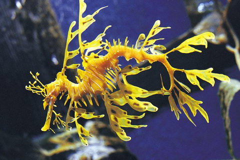 SEA LIFE Melbourne Aquarium Admission Ticket - C Tourism 19