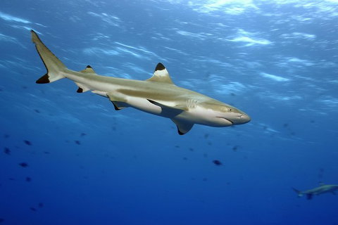 SEA LIFE Melbourne Aquarium Admission Ticket - C Tourism 21