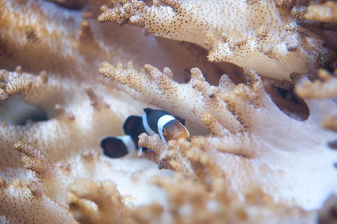 SEA LIFE Melbourne Aquarium Admission Ticket - C Tourism 16