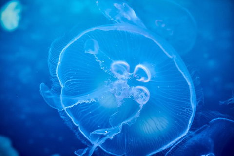 SEA LIFE Melbourne Aquarium Admission Ticket - C Tourism 22