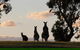 Living Legends Champion Racehorse Guided Tour - thumb 3