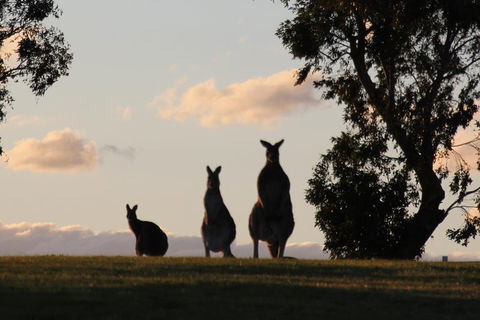 Living Legends Champion Racehorse Guided Tour - C Tourism 3