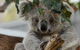 Small Group - Phillip Island Hike & Penguin Parade Day Tour From Melbourne - thumb 4