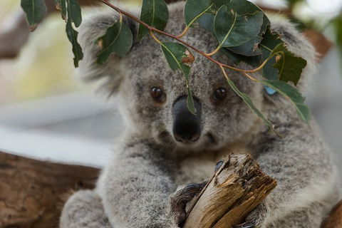 Small Group - Phillip Island Hike & Penguin Parade Day Tour From Melbourne - C Tourism 4