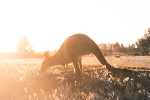 Small Group - Phillip Island Hike & Penguin Parade Day Tour From Melbourne - C Tourism 7