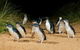 Small Group - Phillip Island Hike & Penguin Parade Day Tour From Melbourne - thumb 6