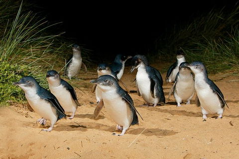 Small Group - Phillip Island Hike & Penguin Parade Day Tour From Melbourne - C Tourism 6