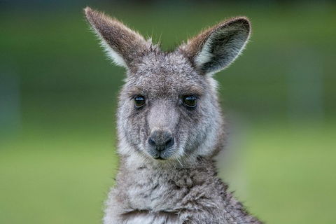 2-Day Melbourne To Adelaide Tour: Great Ocean Road And Grampians One Way Trip - C Tourism 5