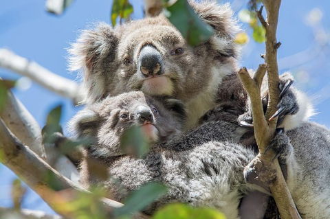 2-Day Great Ocean Road And Phillip Island Tour With Penguin Parade - C Tourism 5