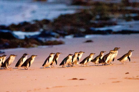 2-Day Great Ocean Road And Phillip Island Tour With Penguin Parade - C Tourism 6