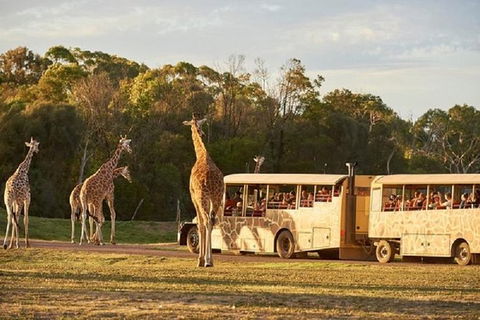 Sunset Safari At Werribee Open Range Zoo - C Tourism 0