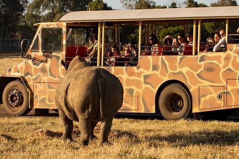 Sunset Safari At Werribee Open Range Zoo - C Tourism 3