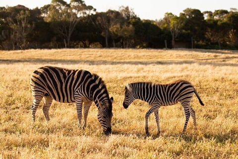 Sunset Safari At Werribee Open Range Zoo - C Tourism 4
