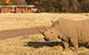 Sunset Safari At Werribee Open Range Zoo - thumb 6