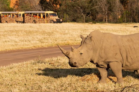 Sunset Safari At Werribee Open Range Zoo - C Tourism 6