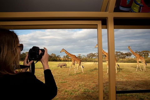 Sunset Safari At Werribee Open Range Zoo - C Tourism 5