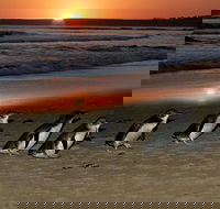 Phillip Island Penguin Parade Day Trip with Koala Park - C Tourism