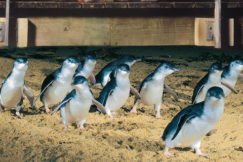 Half Day Phillip Island Penguin Parade PLUS Tour - C Tourism 0