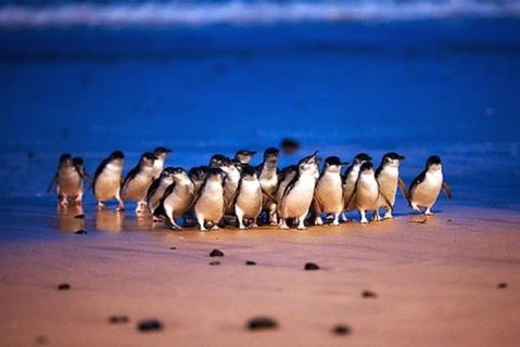 Half Day Phillip Island Penguin Parade PLUS Tour - C Tourism 1