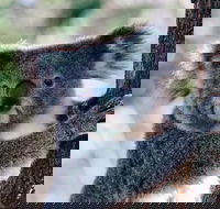 Private Tour Healesville Sanctuary Wildlife  Puffing Billy Steam Train - C Tourism