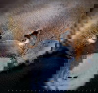 Meet a Platypus at Healesville Sanctuary - C Tourism