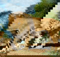 Werribee Open Range Zoo General Admission Ticket - C Tourism