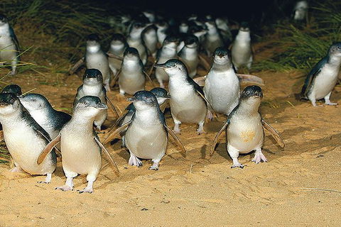 Day Tour Of Phillip Island Nature Parks & Penguins - C Tourism 6