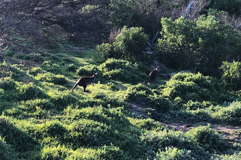 Day Tour Of Phillip Island Nature Parks & Penguins - C Tourism 8