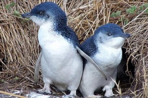Day Tour Of Phillip Island Nature Parks & Penguins - C Tourism 2