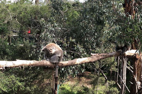 Day Tour Of Phillip Island Nature Parks & Penguins - C Tourism 4