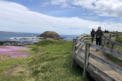 Day Tour Of Phillip Island Nature Parks & Penguins - C Tourism 10