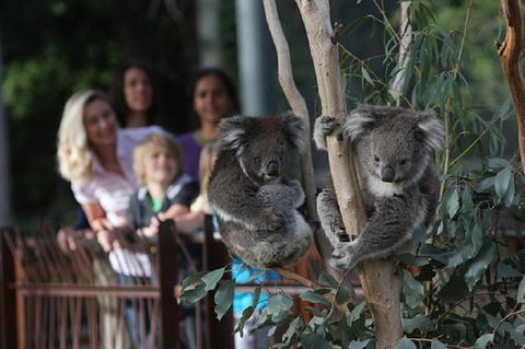 Australian Wildlife Tour At Melbourne Zoo - C Tourism 0