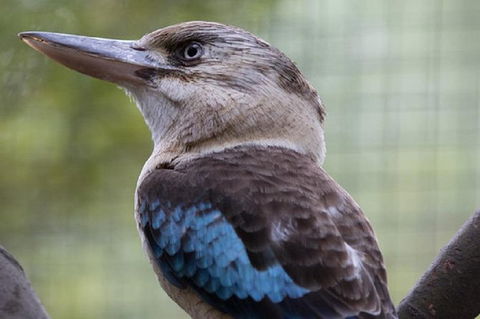 Australian Wildlife Tour At Melbourne Zoo - C Tourism 1