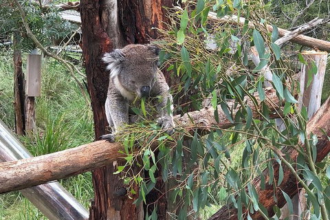 Day Tour Of Phillip Island, The Surrounding Region And Wine Tasting - C Tourism 10
