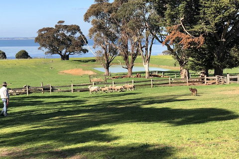 Day Tour Of Phillip Island, The Surrounding Region And Wine Tasting - C Tourism 13