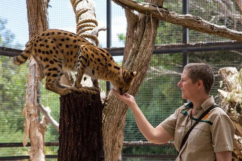African Cat Encounter At Werribee Open Range Zoo - C Tourism 1
