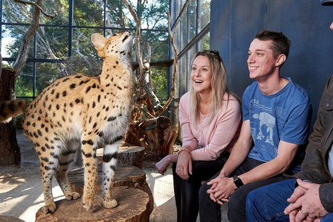 African Cat Encounter At Werribee Open Range Zoo - C Tourism 5