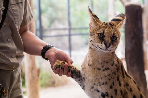 African Cat Encounter At Werribee Open Range Zoo - C Tourism 3