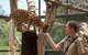African Cat Encounter At Werribee Open Range Zoo - thumb 4