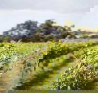 Phillip Island Wine Experience Tour - C Tourism