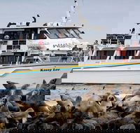 Phillip Island Seal-Watching Cruise - C Tourism