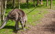 Melbourne Shore Excursion City Sights, Australian Wildlife, Yarra Valley - thumb 0