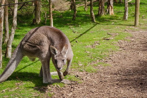 Melbourne Shore Excursion City Sights, Australian Wildlife, Yarra Valley - C Tourism 0