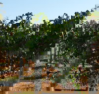 Wine Tasting Tour in The Yarra Valley - C Tourism