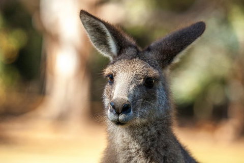 Port Arthur And Tassie Devils Active Day Tour From Hobart - C Tourism 12