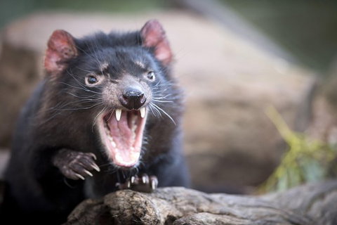 Port Arthur And Tassie Devils Active Day Tour From Hobart - C Tourism 2