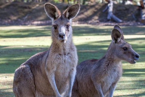 Port Arthur And Tassie Devils Active Day Tour From Hobart - C Tourism 10