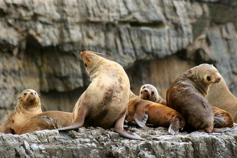 3-Hour Tasman Peninsula Wilderness Cruise From Port Arthur - C Tourism 1