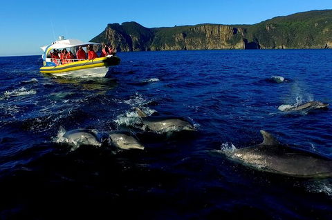 3-Hour Tasman Peninsula Wilderness Cruise From Port Arthur - C Tourism 4
